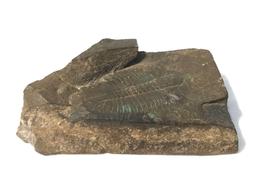 1 x 3 x 4.5 inch Trilobite Fossil