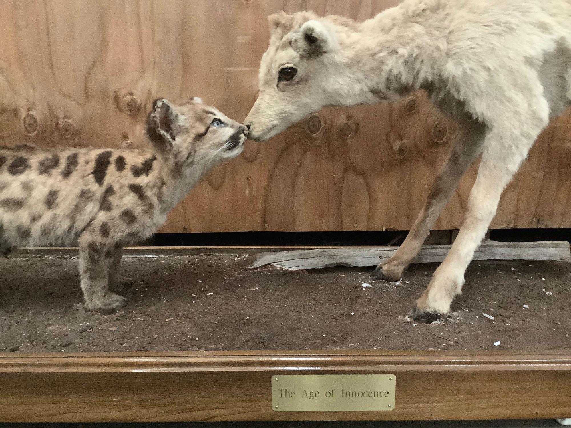 "The Age of Innocence" taxidermy display of a baby wildcat meeting a baby goat