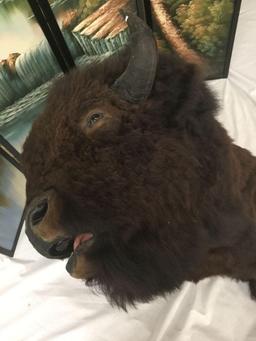 Large Taxidermy bison head bust wall mount in good cond - huge piece!