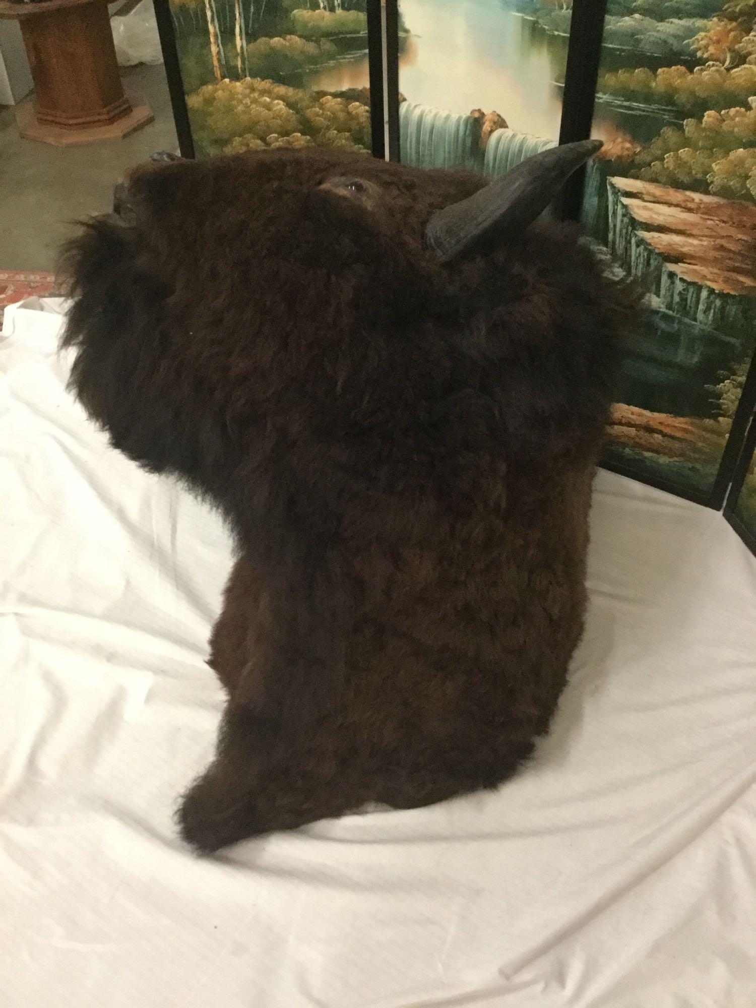 Large Taxidermy bison head bust wall mount in good cond - huge piece!