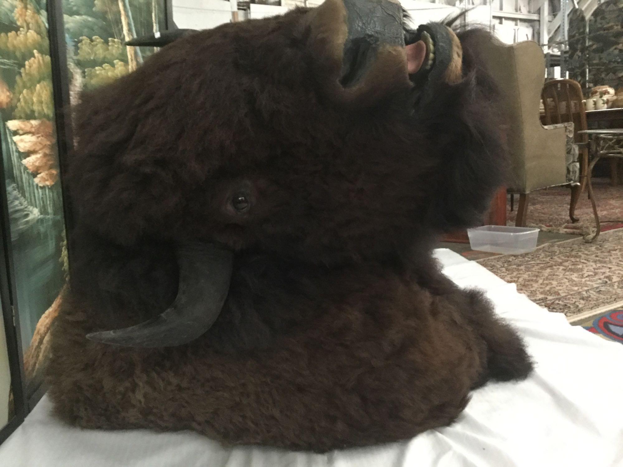 Large Taxidermy bison head bust wall mount in good cond - huge piece!