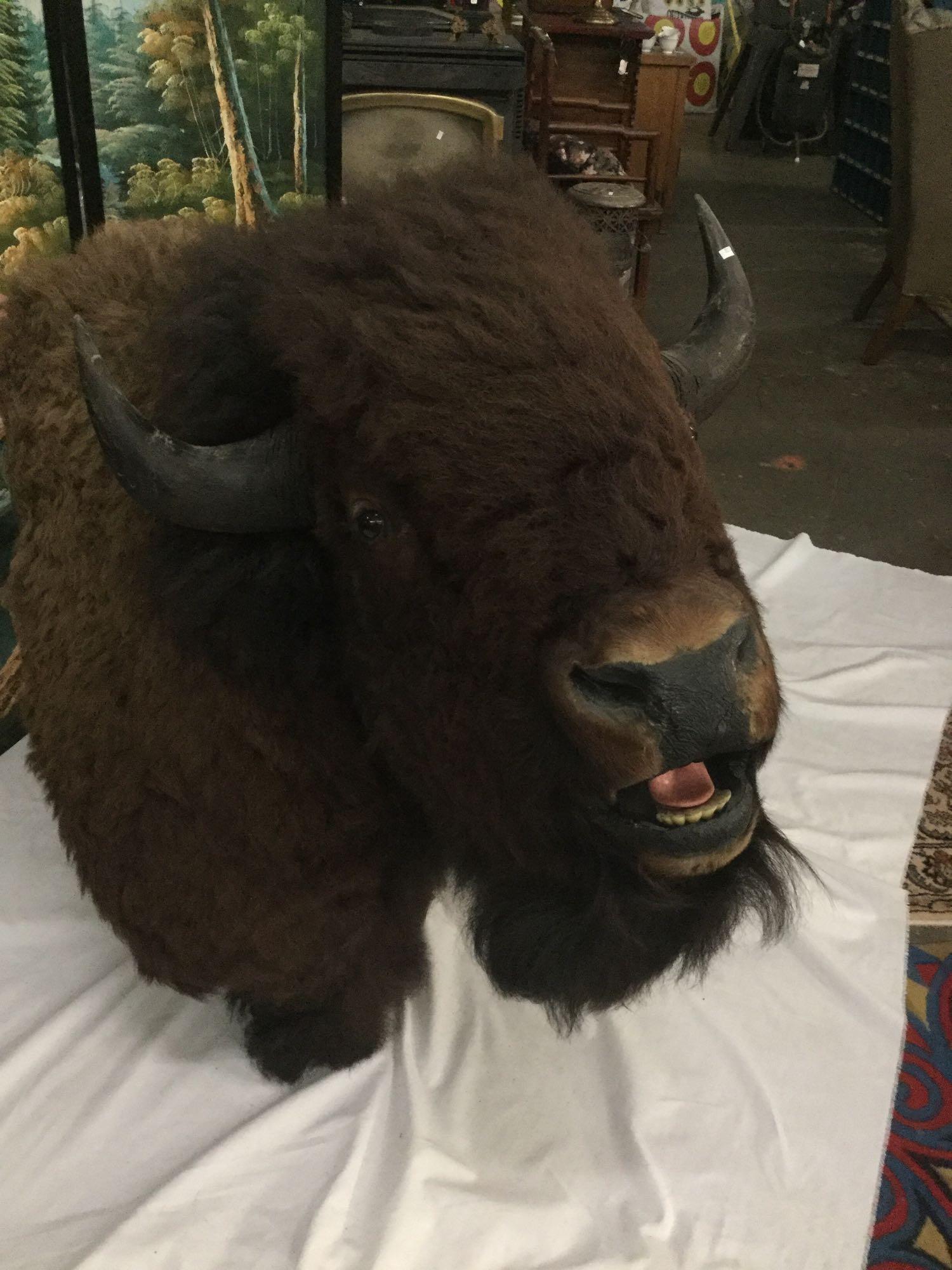 Large Taxidermy bison head bust wall mount in good cond - huge piece!