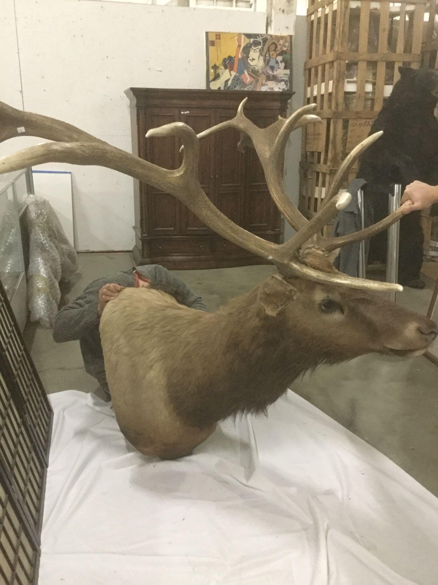 Large full head bust elk mount with removable antlers for ease of transport/hanging