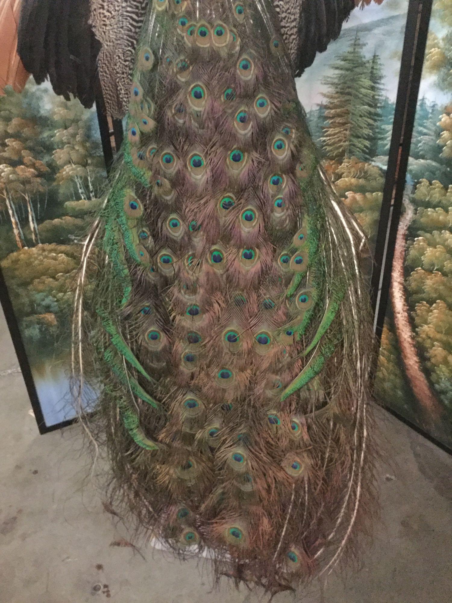 Hard to find vintage taxidermy sculpture pc of a peacock poised on a branch - good cond