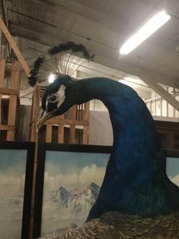 Hard to find vintage taxidermy sculpture pc of a peacock poised on a branch - good cond