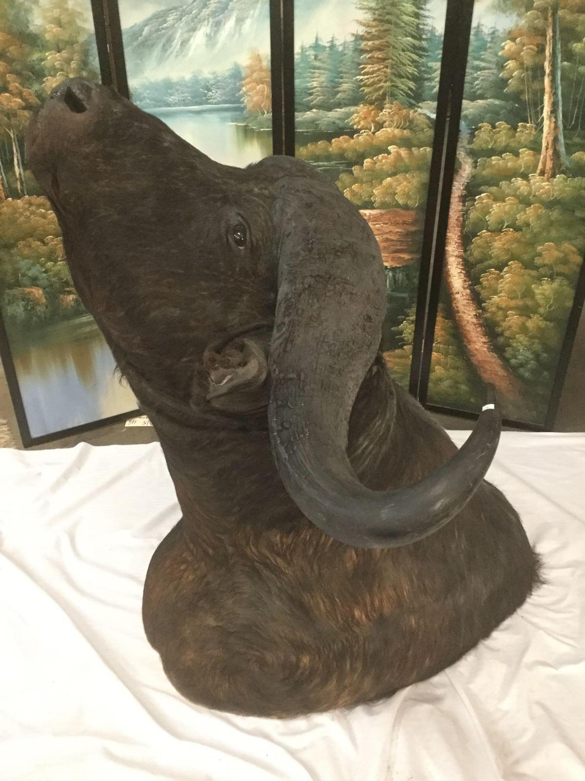 Wall hanging full head water buffalo mount taxidermy pc in good cond