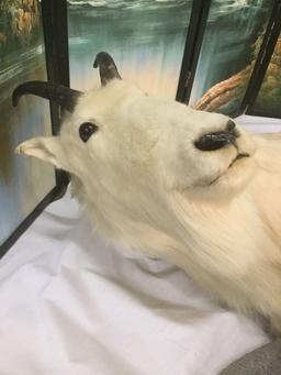 Wall hanging mountain goat on rocky path full body taxidermy mount art piece