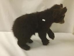 Taxidermy black bear cub (ethically procured) full body display - as is