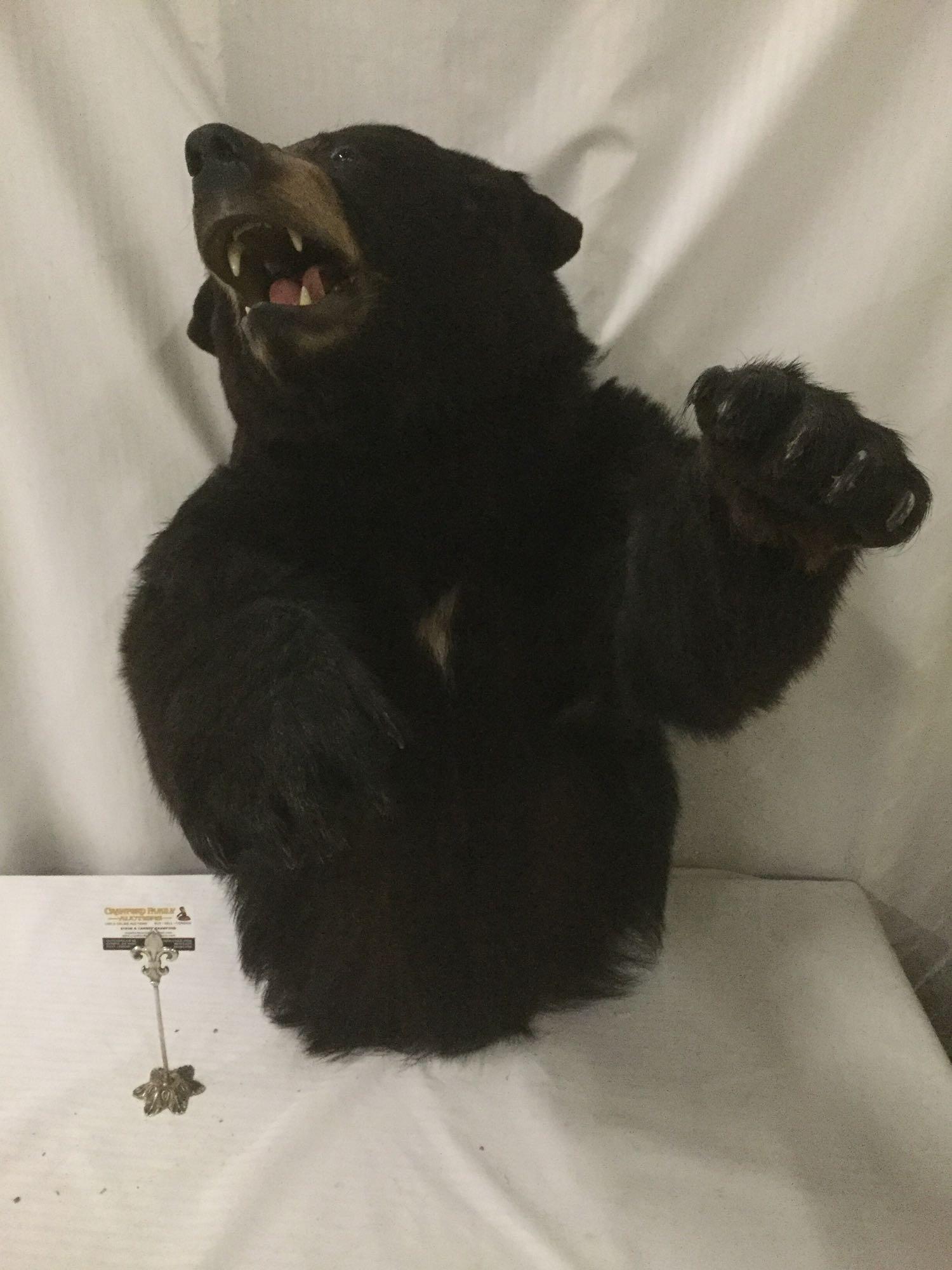 Wall hanging taxidermy black bear torso and head in attack position - full mount ready to hang!