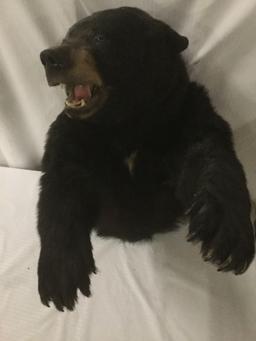 Wall hanging taxidermy black bear torso and head in attack position - full mount ready to hang!