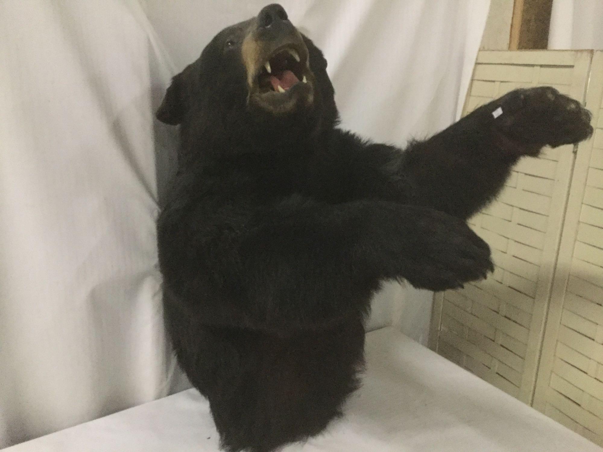 Wall hanging taxidermy black bear torso and head in attack position - full mount ready to hang!
