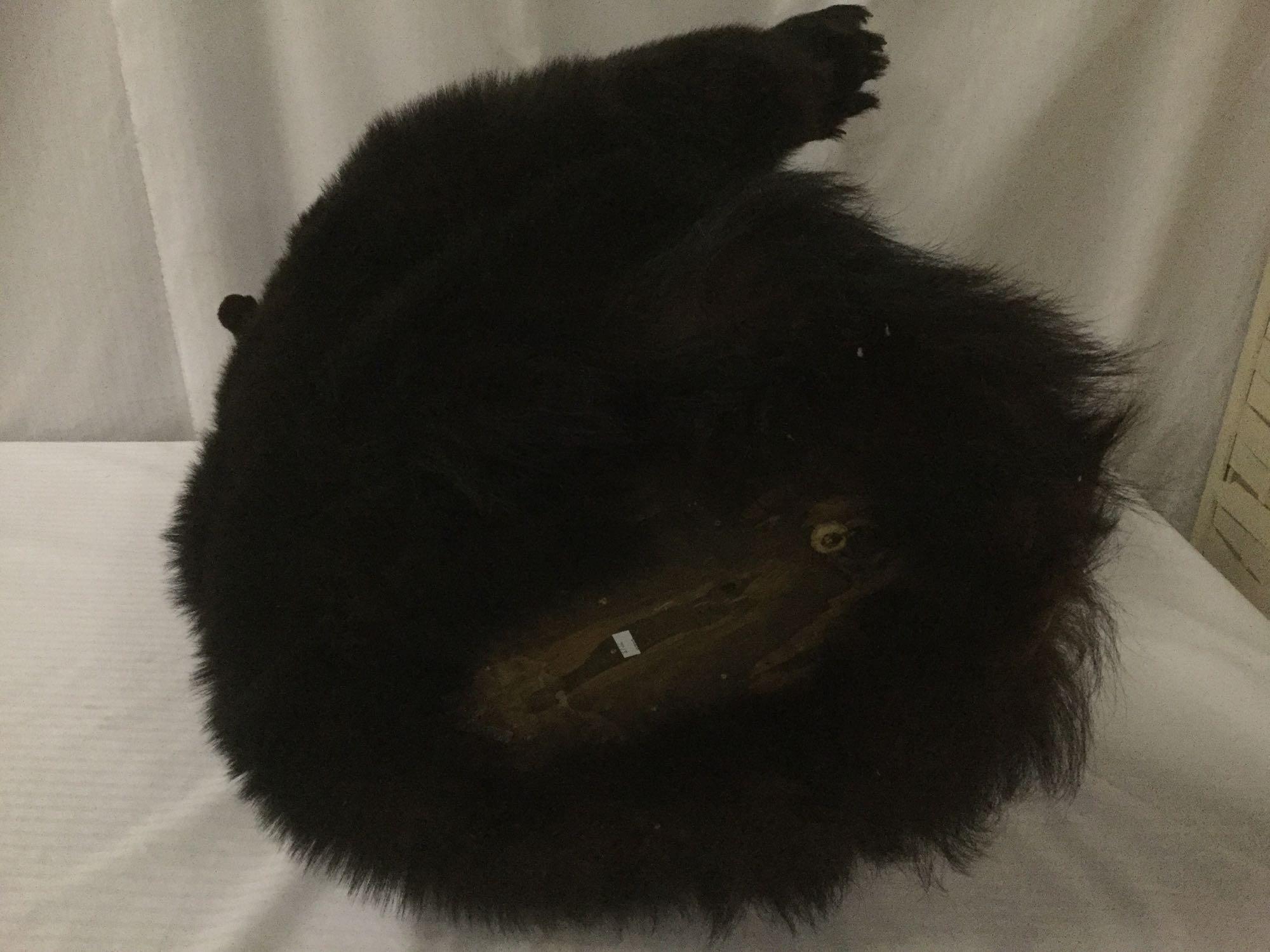 Wall hanging taxidermy black bear torso and head in attack position - full mount ready to hang!