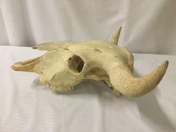 Authentic buffalo skull, in great shape - no bottom jaw included