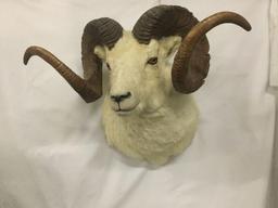 Taxidermy wall hanging Dall sheep head mount - ready to hang, good cond