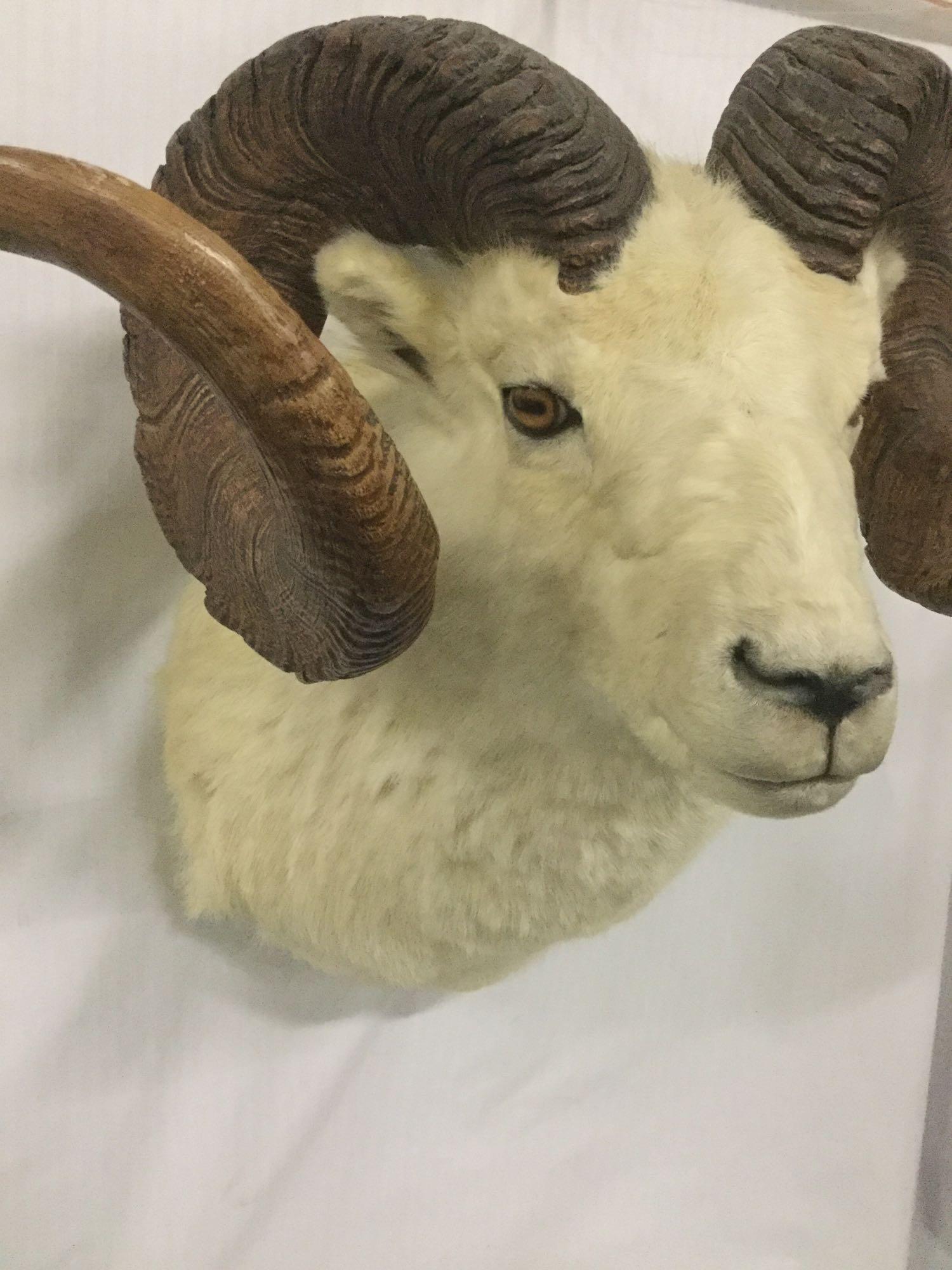 Taxidermy wall hanging Dall sheep head mount - ready to hang, good cond