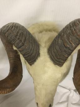 Taxidermy wall hanging Dall sheep head mount - ready to hang, good cond