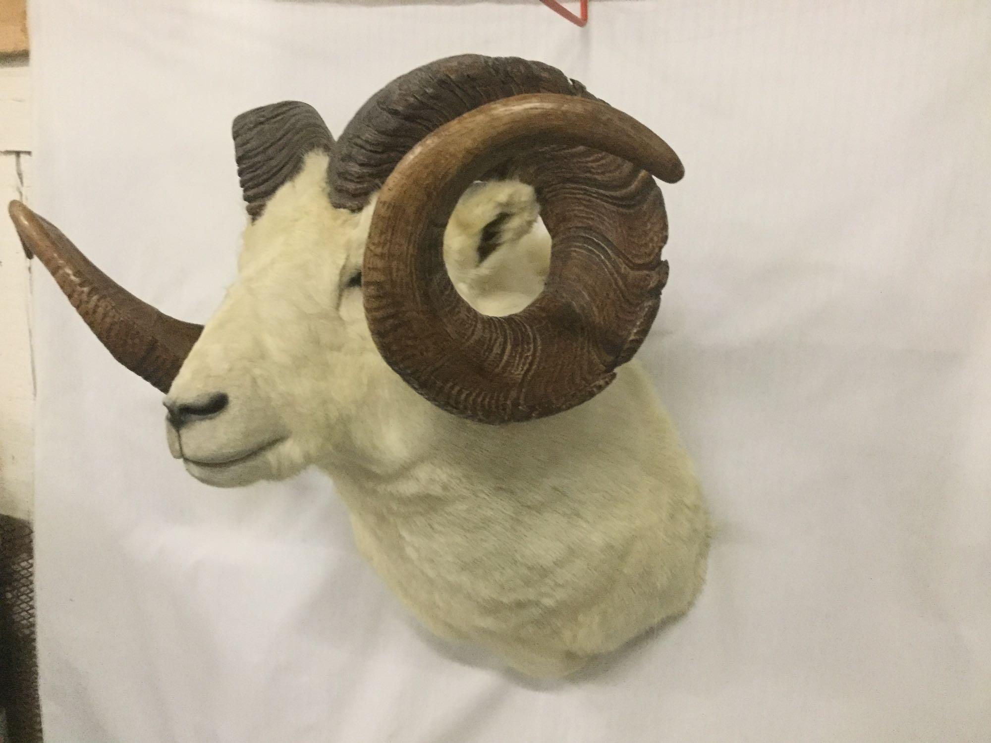 Taxidermy wall hanging Dall sheep head mount - ready to hang, good cond