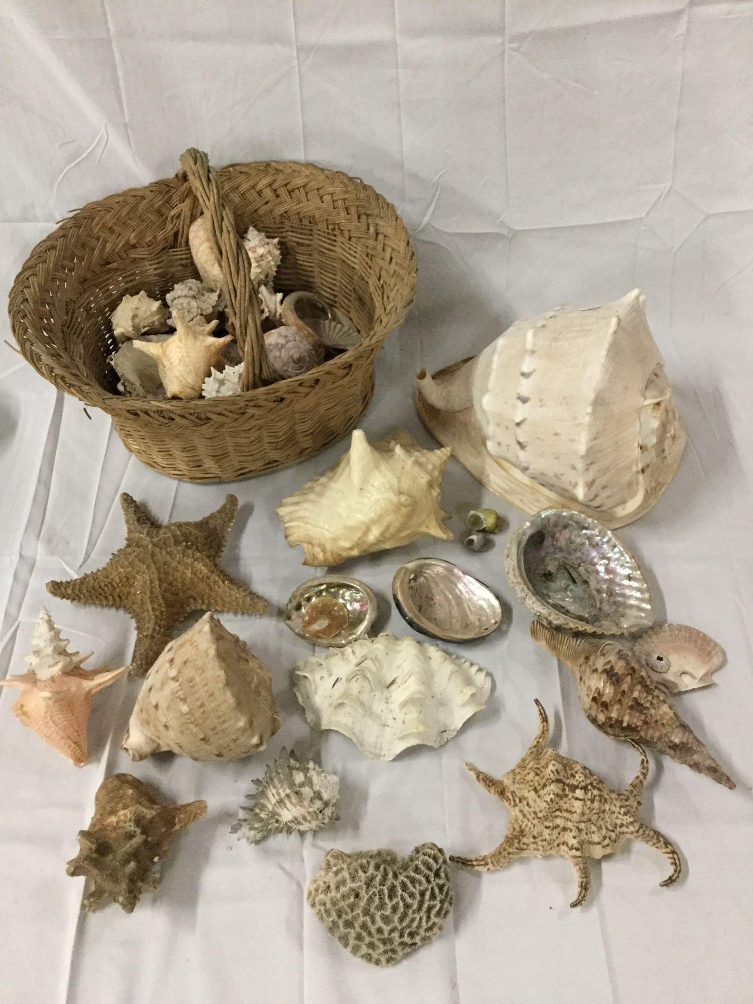 Basket of large seashells, coral and starfish