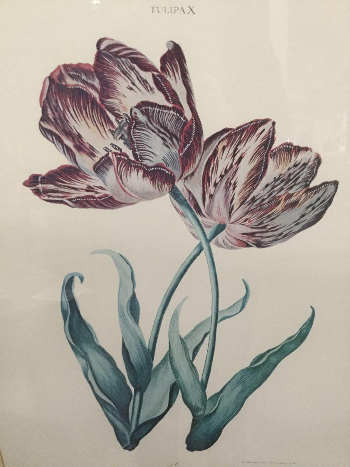 "Tulipa X" scientific drawing Tulip print, 31x28 inches in professional frame