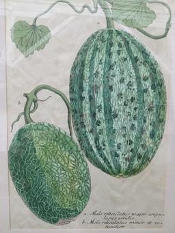 No. 722 scientific melon drawing print with antique look - latin names on bottom, professional frame