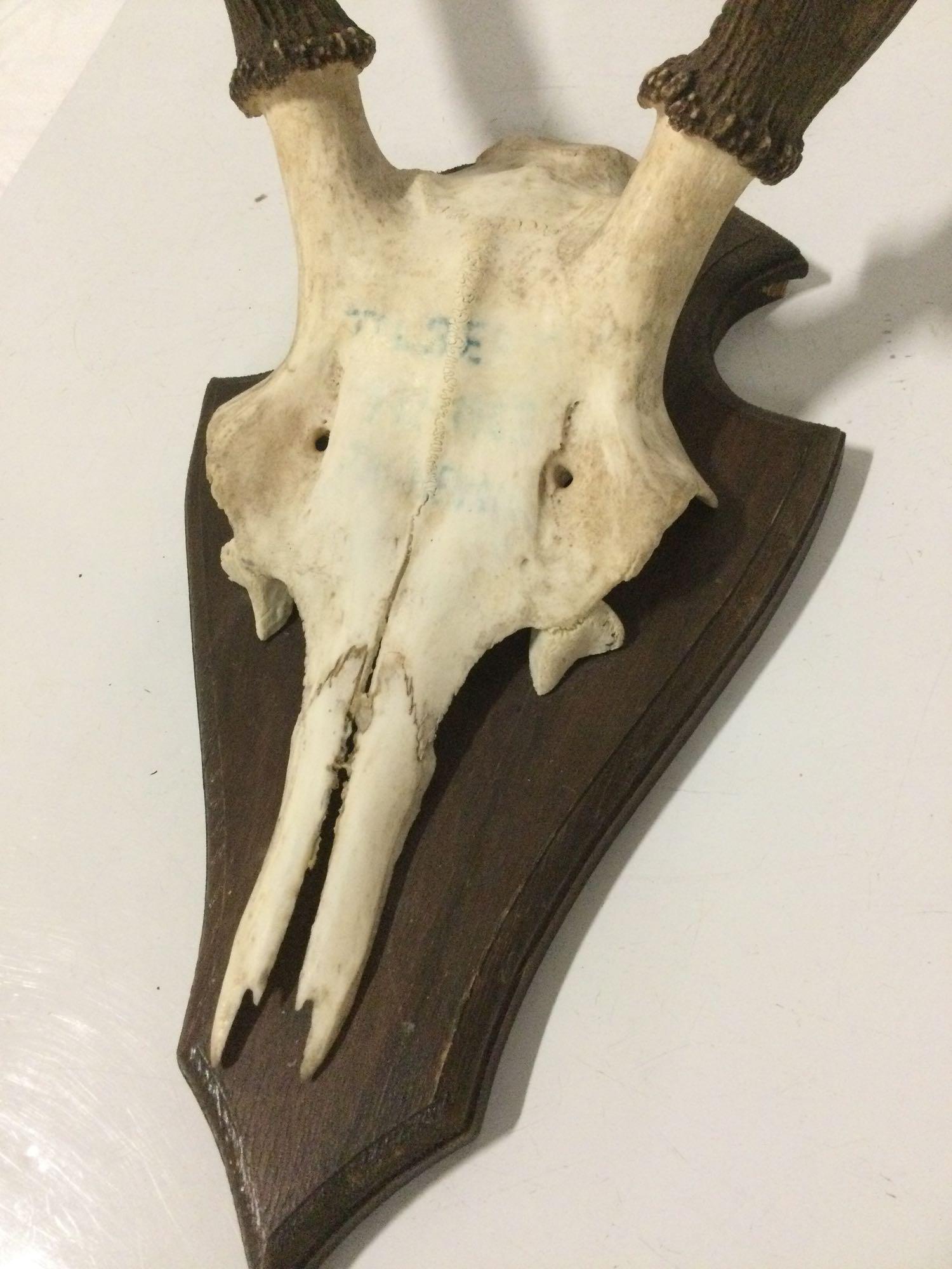 Vintage wood mounted partial deer skull and antlers w/ written history on back, approx 18 x 31 x 11