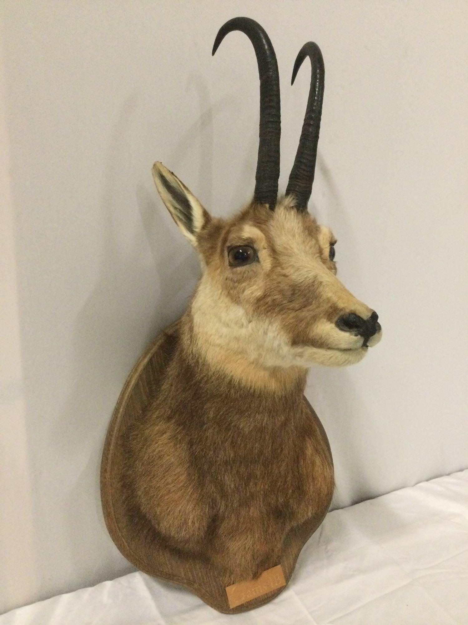 Taxidermy buck head w/ antlers - Gams IB by Lt. Col. Talbert, history on back, approx 15 x 27 in.