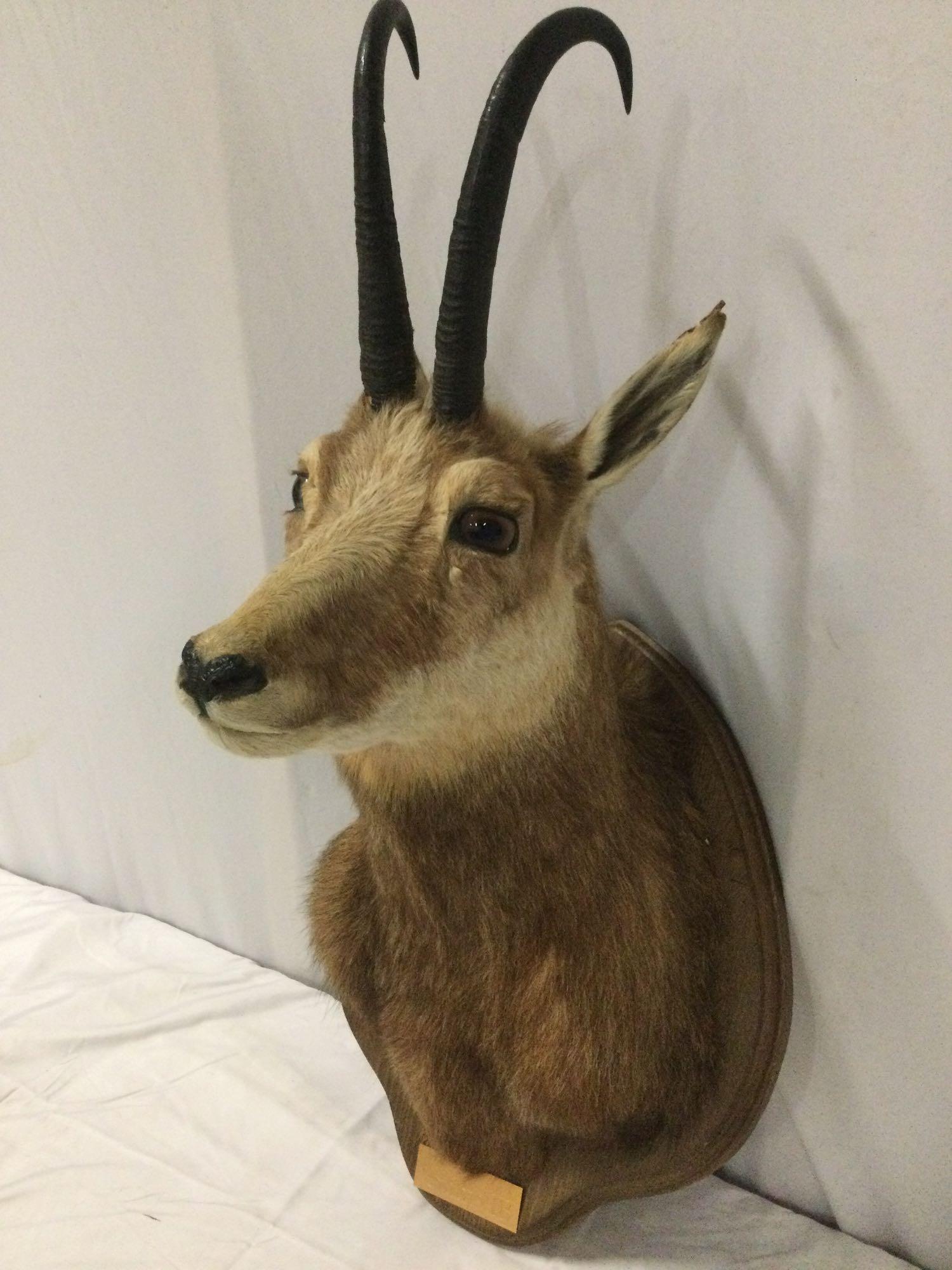 Taxidermy buck head w/ antlers - Gams IB by Lt. Col. Talbert, history on back, approx 15 x 27 in.