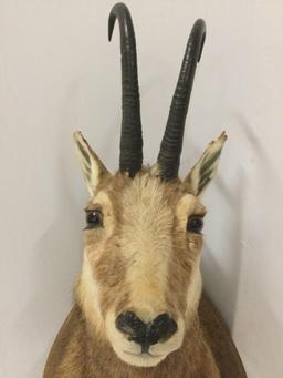 Taxidermy buck head w/ antlers - Gams IB by Lt. Col. Talbert, history on back, approx 15 x 27 in.