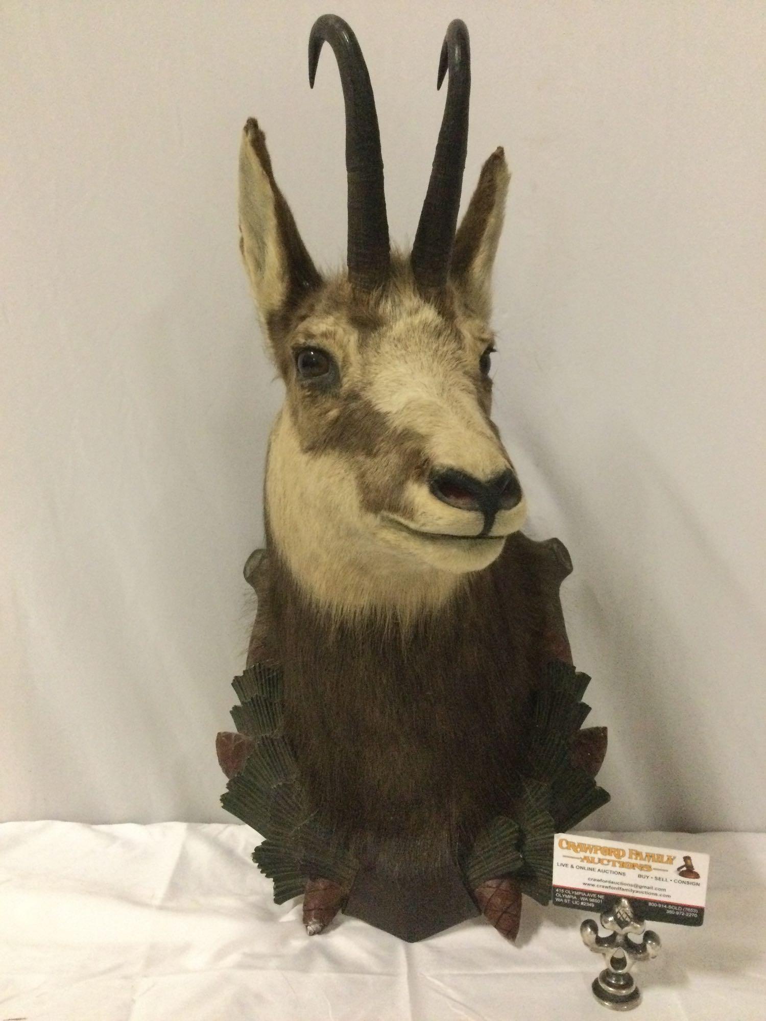 Vintage 1962 Taxidermy buck head w/ antlers - Gams IIB, approx 15 x 27 in.