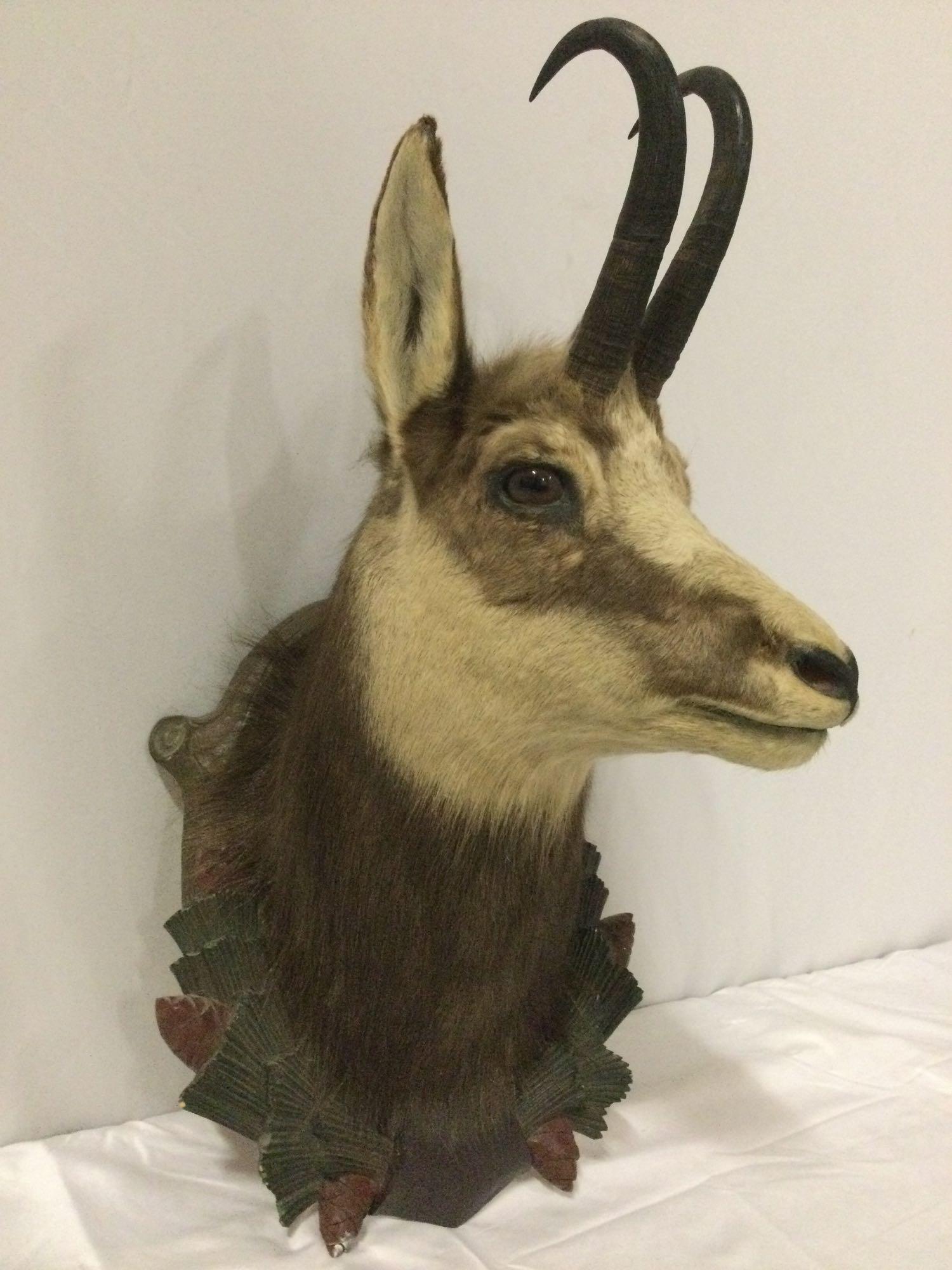 Vintage 1962 Taxidermy buck head w/ antlers - Gams IIB, approx 15 x 27 in.