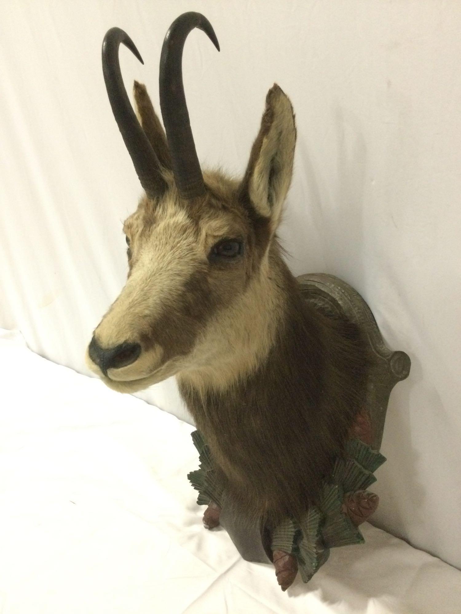 Vintage 1962 Taxidermy buck head w/ antlers - Gams IIB, approx 15 x 27 in.