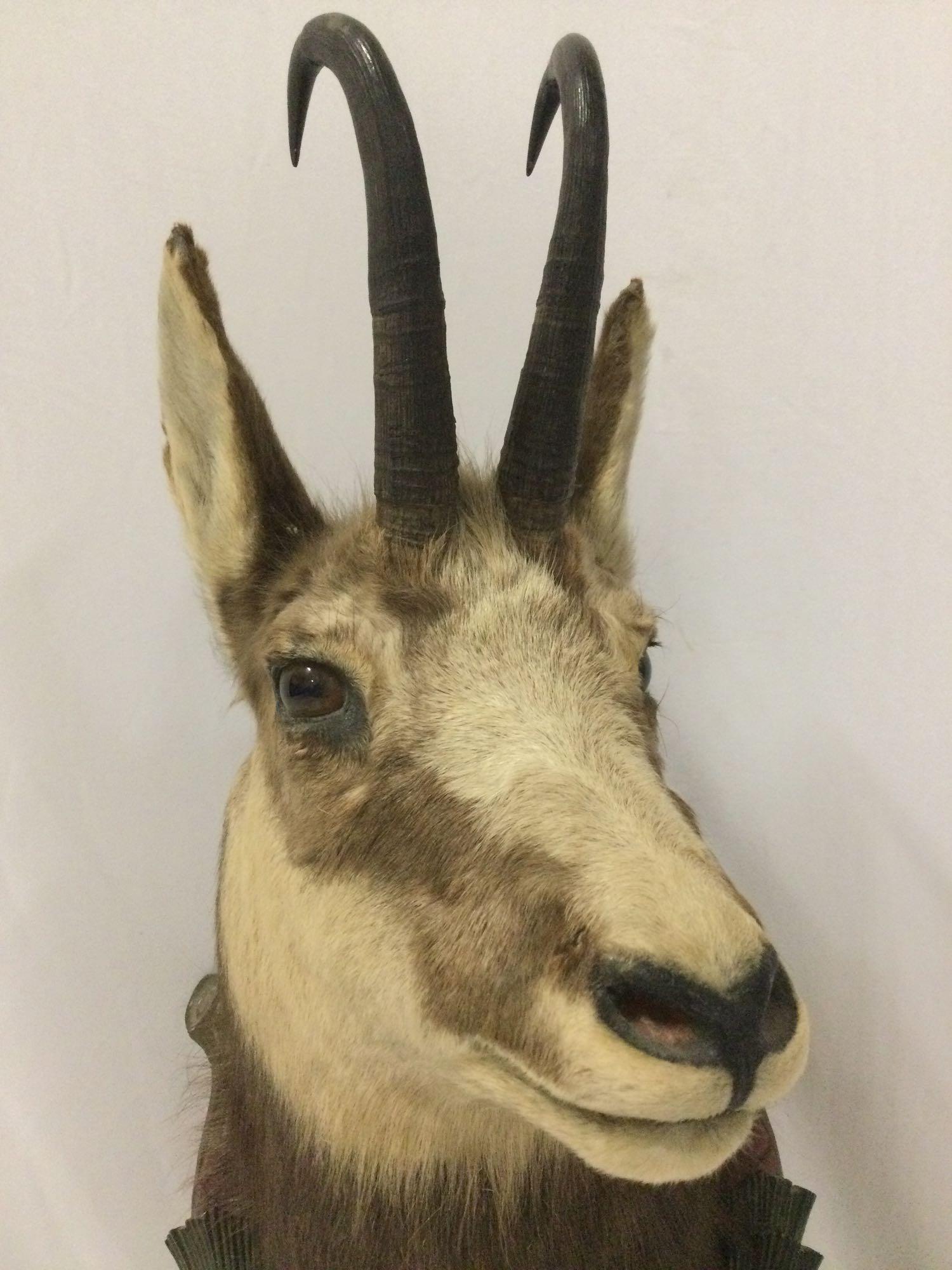 Vintage 1962 Taxidermy buck head w/ antlers - Gams IIB, approx 15 x 27 in.