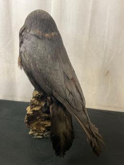 Vintage Taxidermied Raven on Volcanic Rock