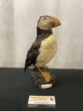 Taxidermied Puffin from New Zealand on a hunk of Volcanic Rock