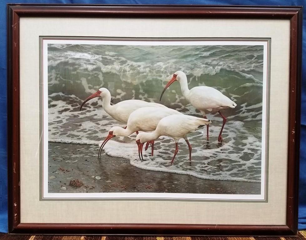 SIGNED & NUMBERED FRAMED ARTWORK - BIRDS