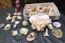 BOX LOT OF ASSORTED SHELLS