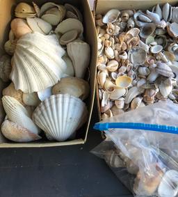 Large Collection Of Shells