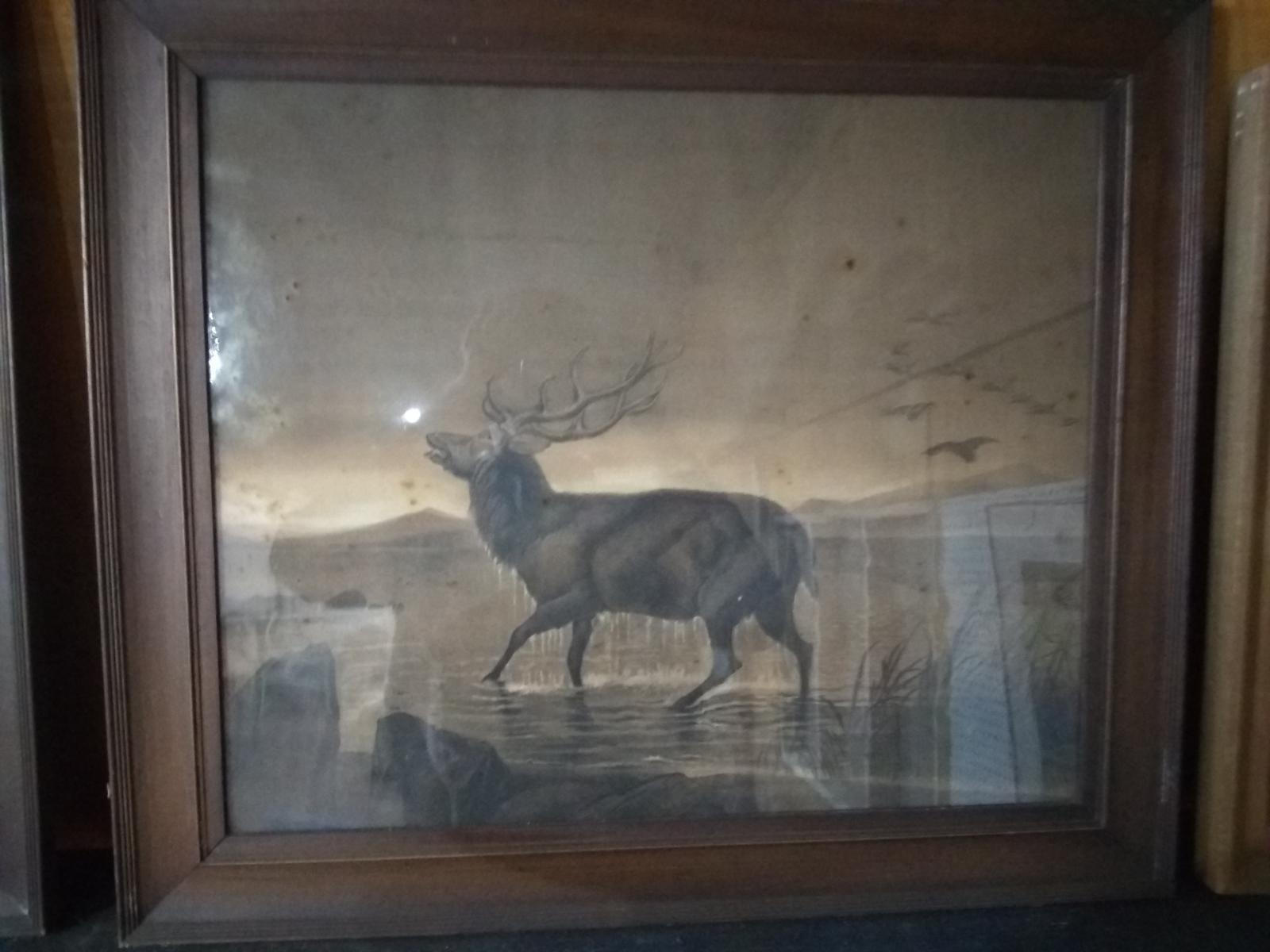 Framed Vintage Print-The Buck