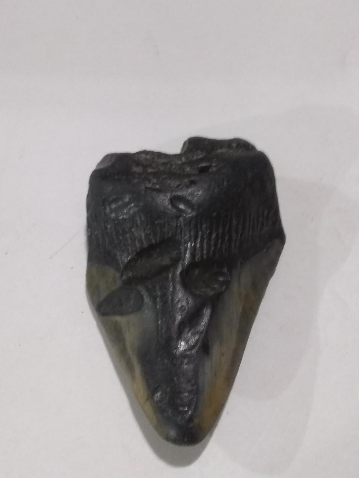 Megalodon Shark Tooth