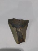 Megalodon Shark Tooth