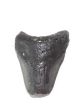 Megalodon Shark Tooth