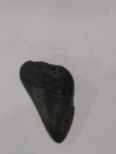 Megalodon Shark Tooth