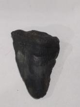 Megalodon Shark Tooth