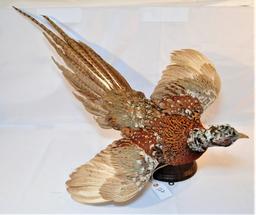 TAXIDERMY - PHEASANT - FLYING POSITION