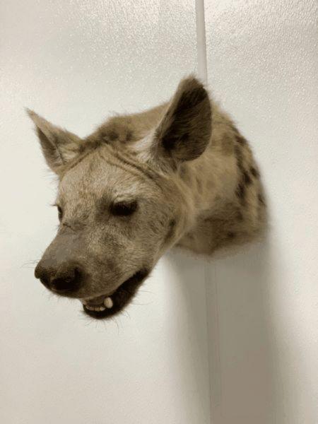 Hyena