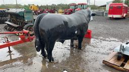 BLACK FIBERGLASS BULL