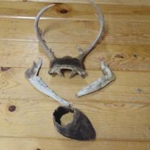 Mule Deer Antlers, Jaw Bone and Hoof