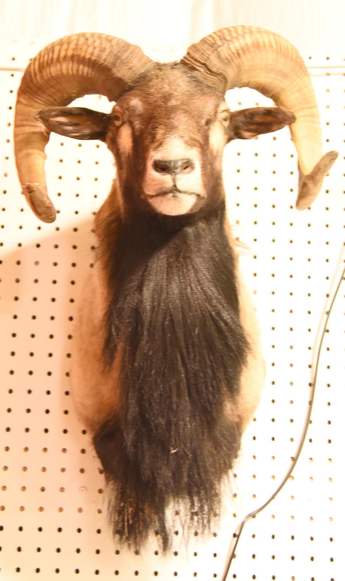 Lot #850A - Urial Ram taxidermy mount