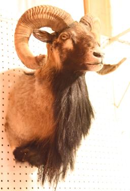 Lot #850A - Urial Ram taxidermy mount