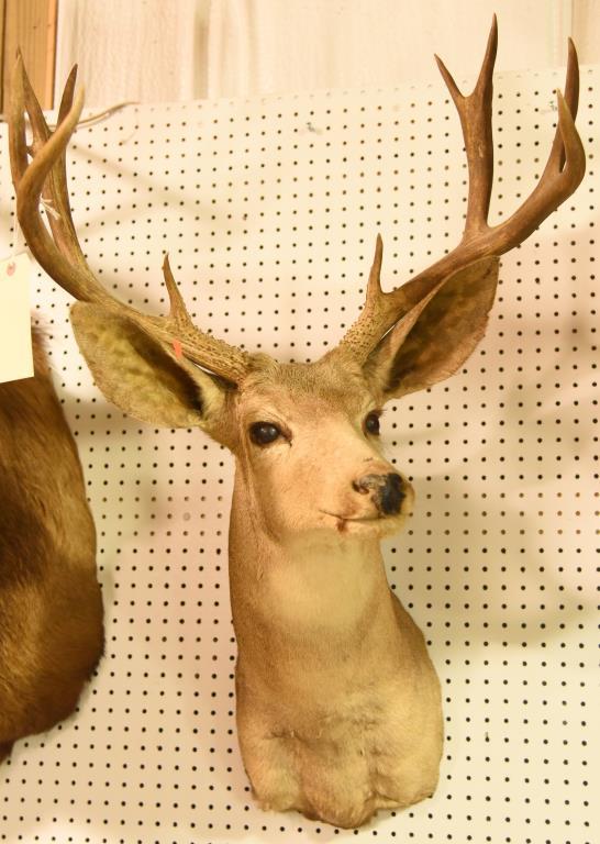 11 Pt. Mule Deer Mount THIS ITEM IS NOT SHIPPABLE. Due to the Size  Item needs to be picked up